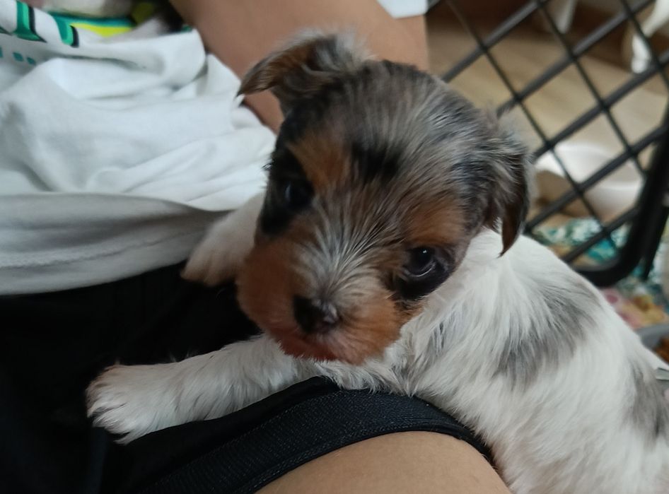 Sunia Yorkshire terrier malutka Bluebery