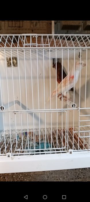 Ultimos Canários para  ceder