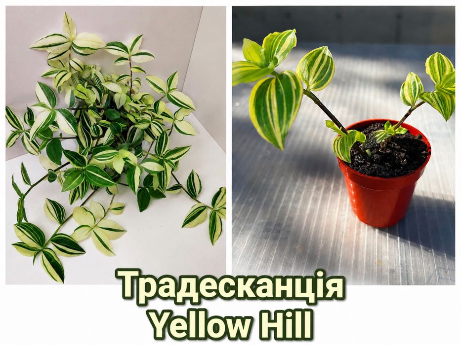 Традесканціі  та колізія