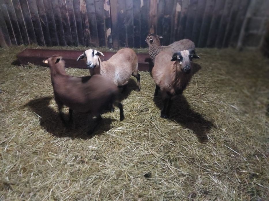 Owce kameruńskie rejestrowane