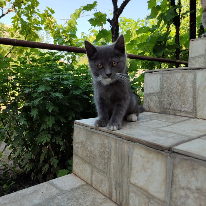 Кошечка  бесплатно