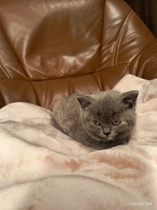 Kot brytyjski - kotka