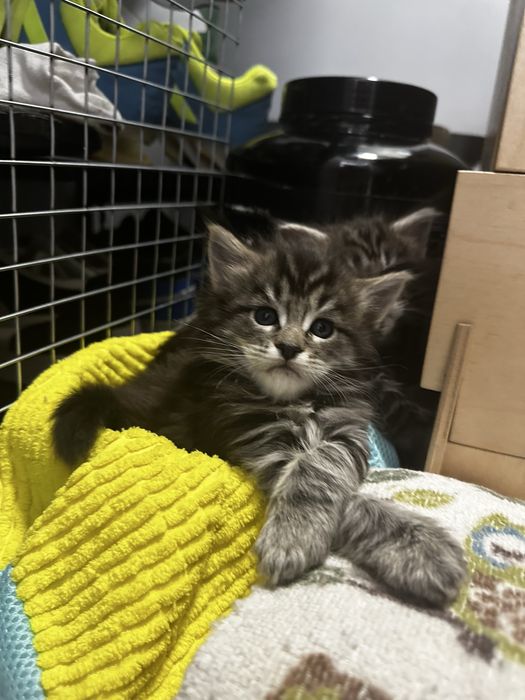 Мейн кун котята  с документами