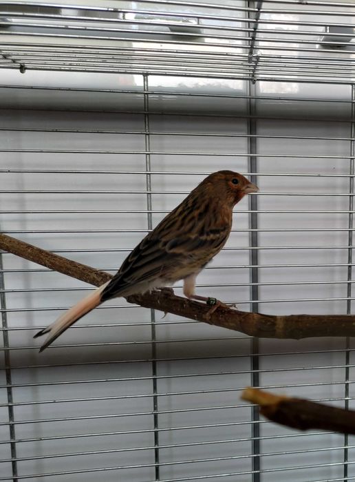 Kanarki młode 26 samce i samice kanarek melaninowe ciemne