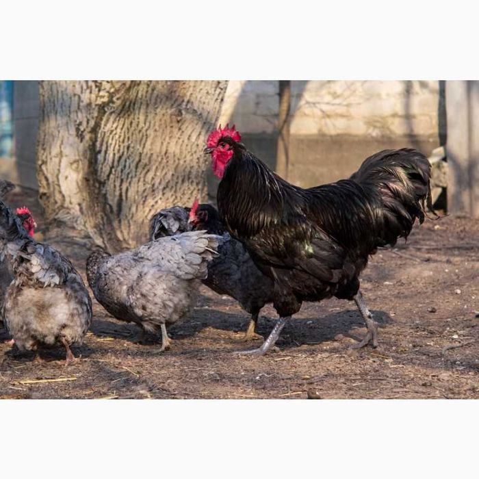 Інкубаційне яйце Джерсійський гігант