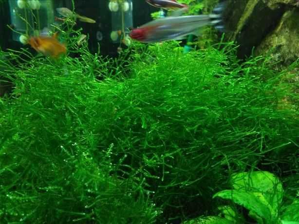 Musgo Christmas Moss – Planta aquática