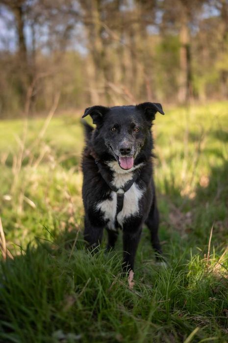Pablo - uroczy, energiczny średniak, do adopcji.
