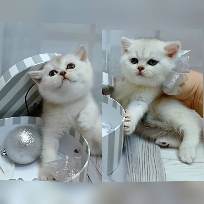 Пропонуєм чистокровних котиків породи Skottish fold і Scottish Stright