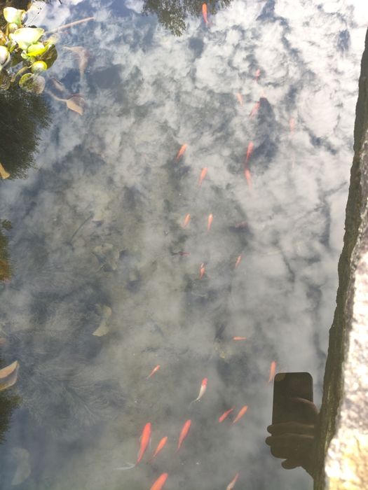 Peixes de água fria com algumas cores