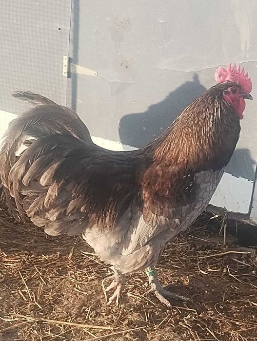 Sprzedam 2 koguty Australorpy