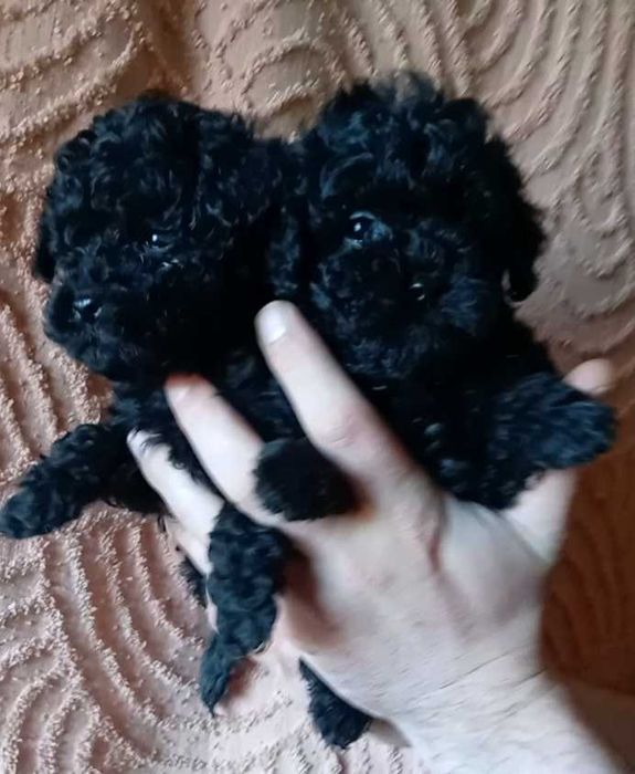 Той-Пудель! Гарнющі діточки!