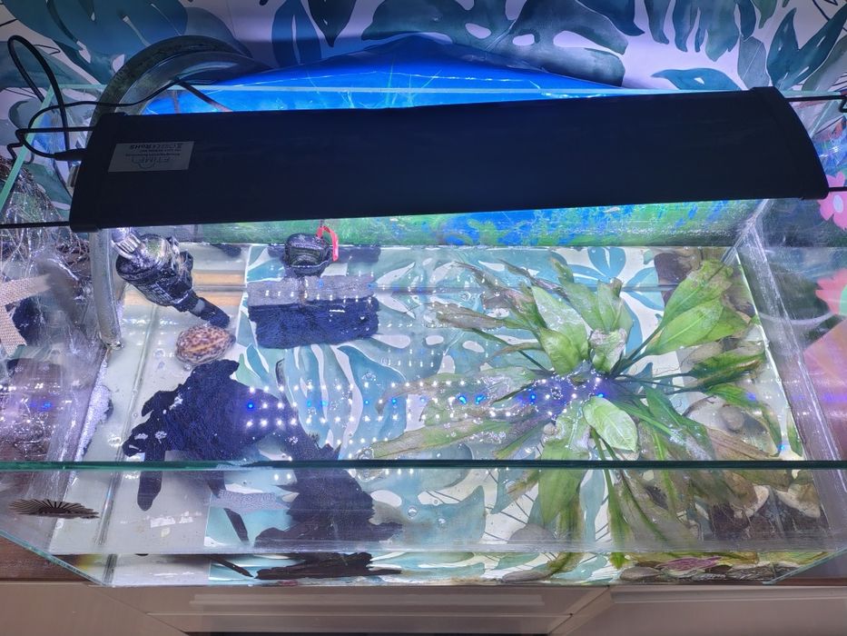 Sprzedam akwarium z całą zawartością 70x35x35cm