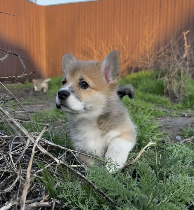 Коргі пемброк 2,5 міс
