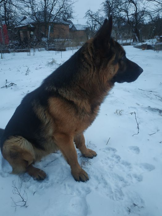 Немецкая овчарка вязка