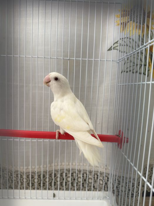 Agaporni Roseicollis Longfeather Fêmea Sexada