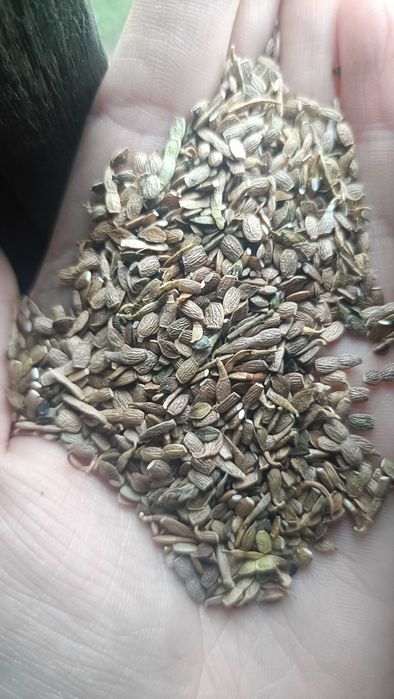 seradela z facelia