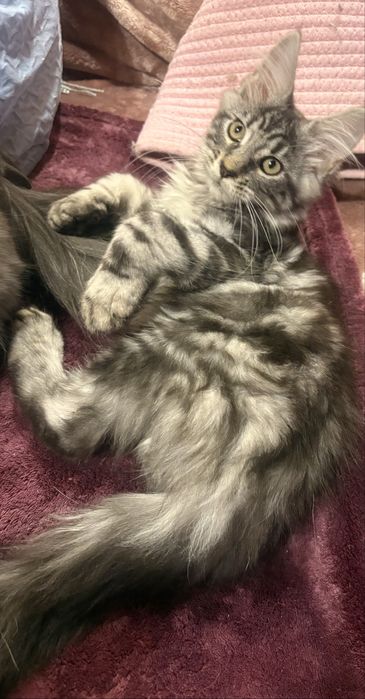 Gotowy do odbioru MAGIC piękny czarny  kocurek maine coon TICA