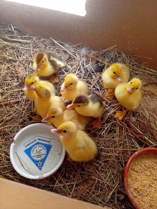 Patos mudos para venda!