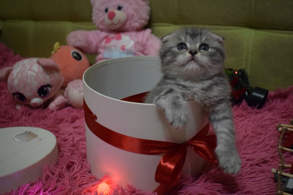 Шотландські кошенята, котенок, котята  срібляста шиншила  фолд страйт