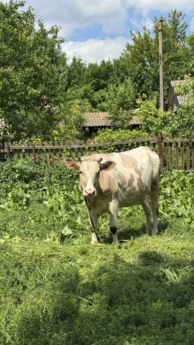 Продам тільну телицю с. Бичева