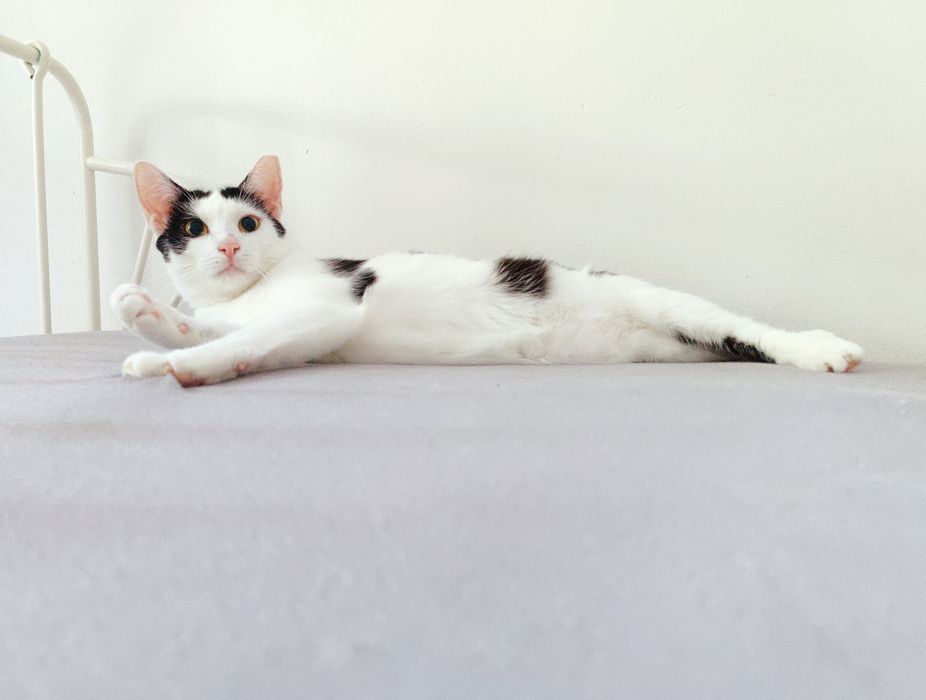 Kot do adopcji - MAKAIA, 1 rok