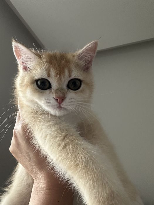 Кошенята золотої шиншили