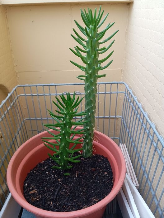 Cacti for Sale