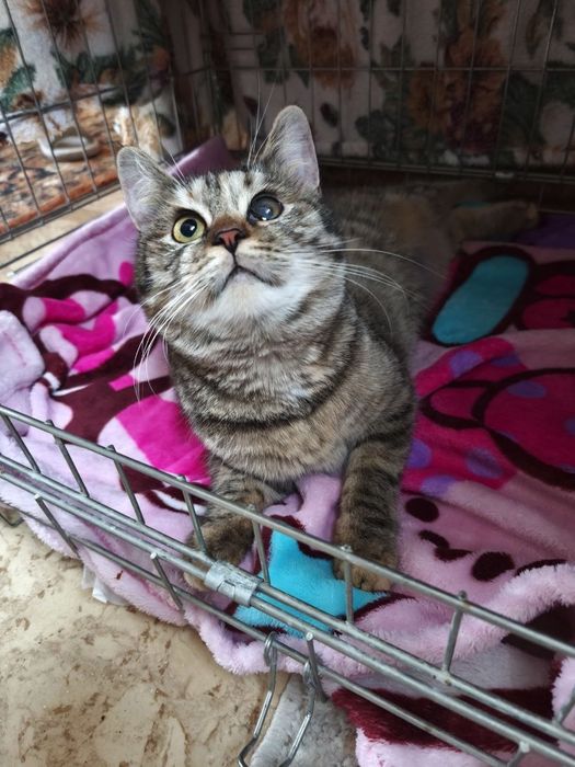 Шукаю дім для киці( стерилізована)