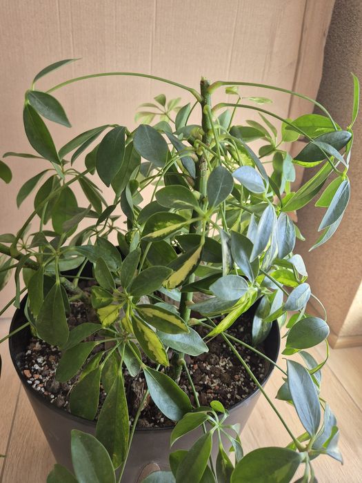 Schefflera arboricola szeflery 3 sztuki!