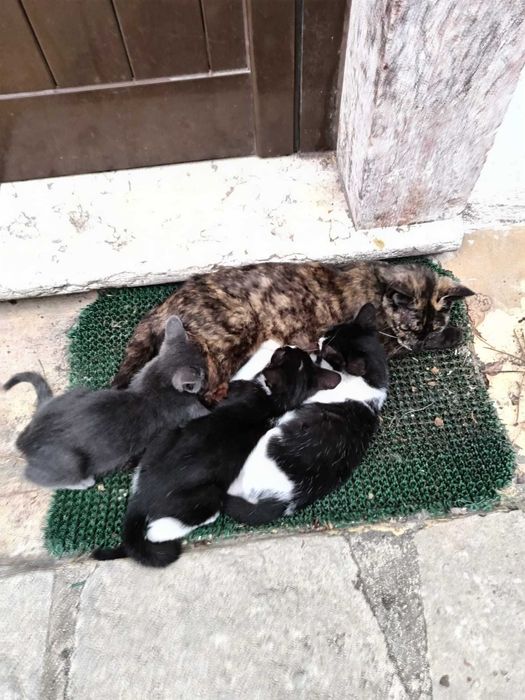 Gatinhos para adocao