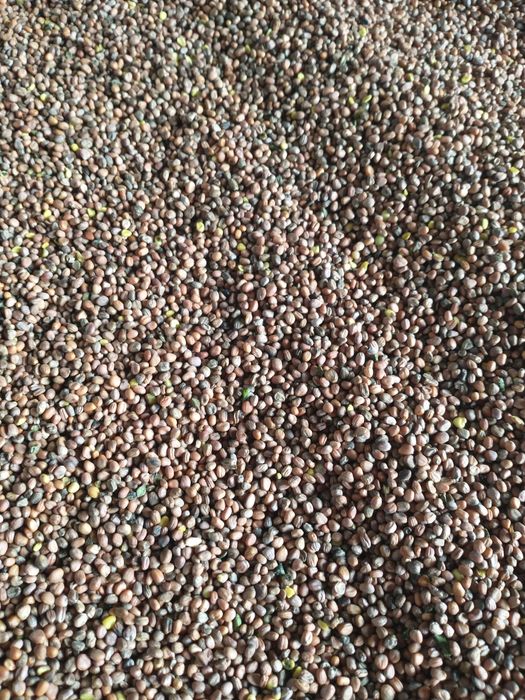 Rzodkiew oleista 2025