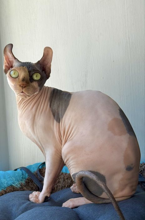 Канадский сфинкс эльф