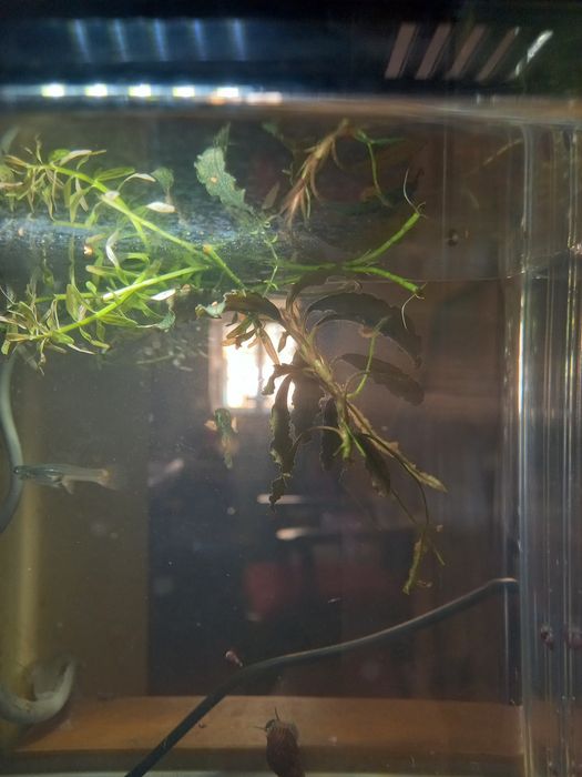 Guppys Endler Snake Skin e Tiger