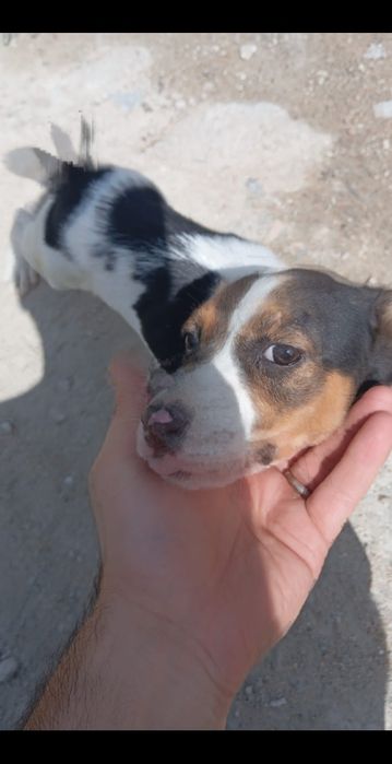 Cadelinha de raça American Sttafordshire terrier  com 2 meses 22 dias