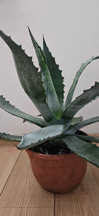 Agawa amerykańska / agave americana Blue ok. 55–60 cm