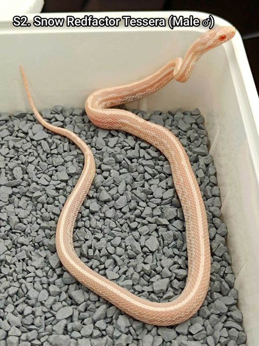 Wąż zbożowy / Snow Redfactor Tessera / Idealny dla początkujących