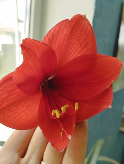 Гиппеаструм большой