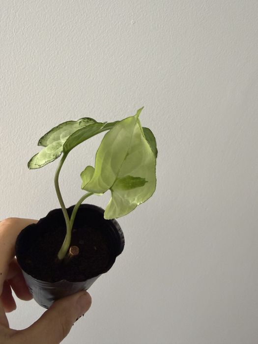 Syngonium variados ( milk confetti, mojito, albo, 3 kings, batik…)