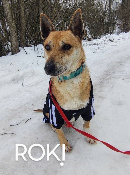 ROKI - „Nie potrzebuję wiele. Wystarczy mi człowiek, którego będę mógł kochać.”