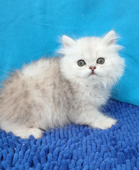 Шиншилла Серебристая мальчик