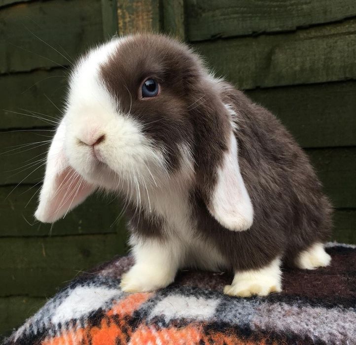 KIT Coelhos anões orelhudos, mini lop super inteligentes e dóceis