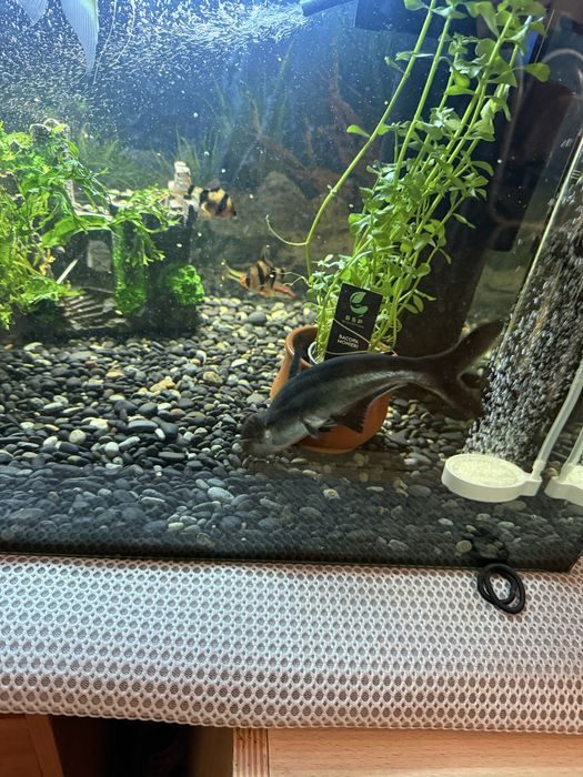 Pangassius entre 15/20 cm