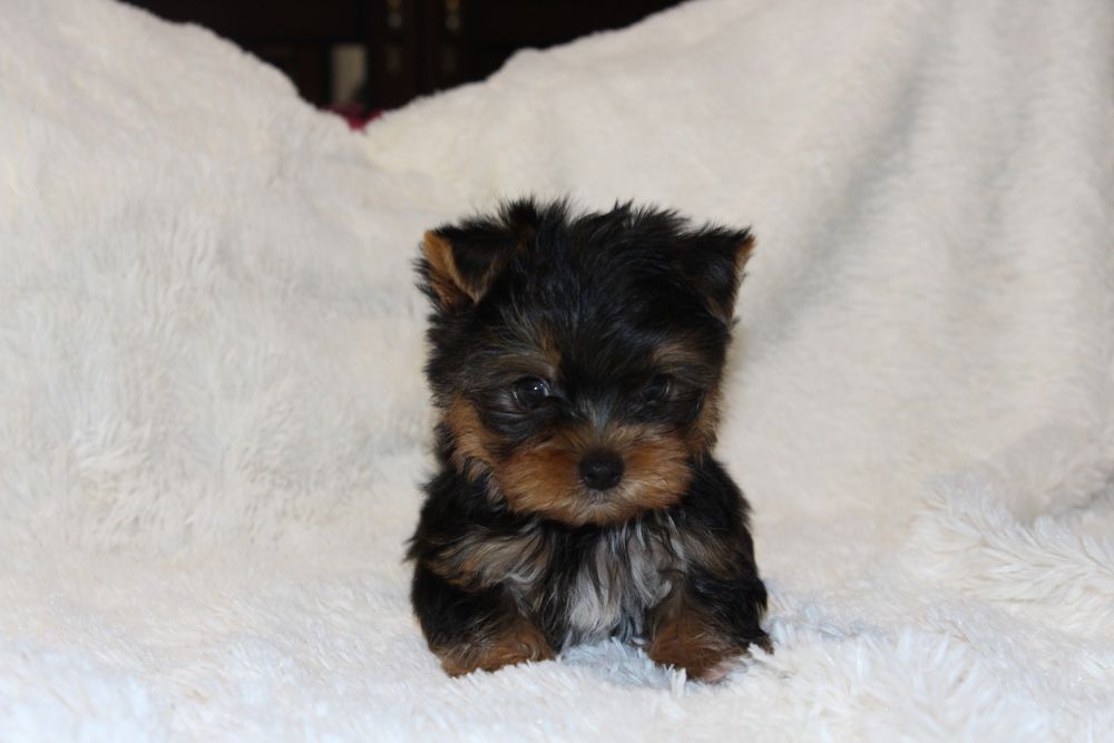 Продам цуценяток Йорка