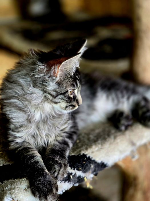 Maine Coon kocieta
