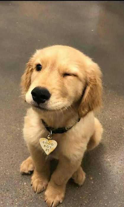 Pet Sitting(Canidelo ,Gaia)