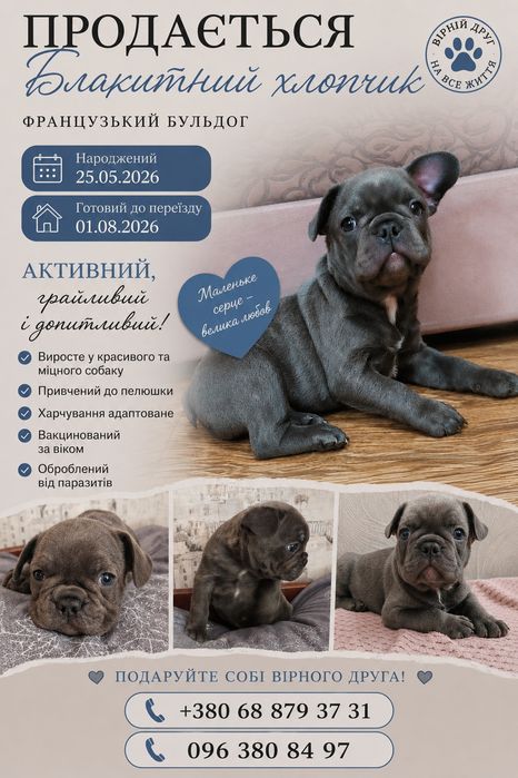Продам Французький бульдог