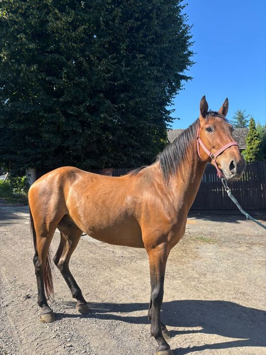 Wałach  4lata  ok 155cm