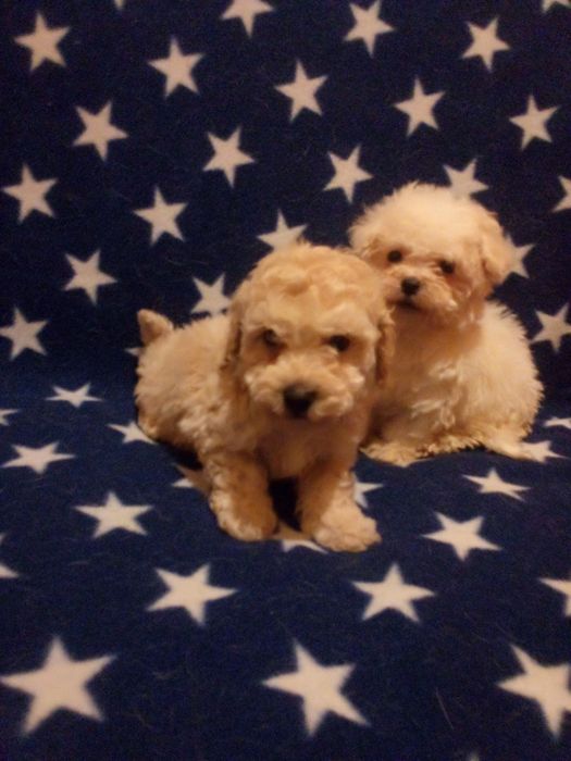 Цуценятка мальтіпу з доставкою у Ваше місто