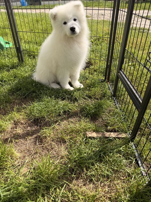Szczenię samoyed samczyk