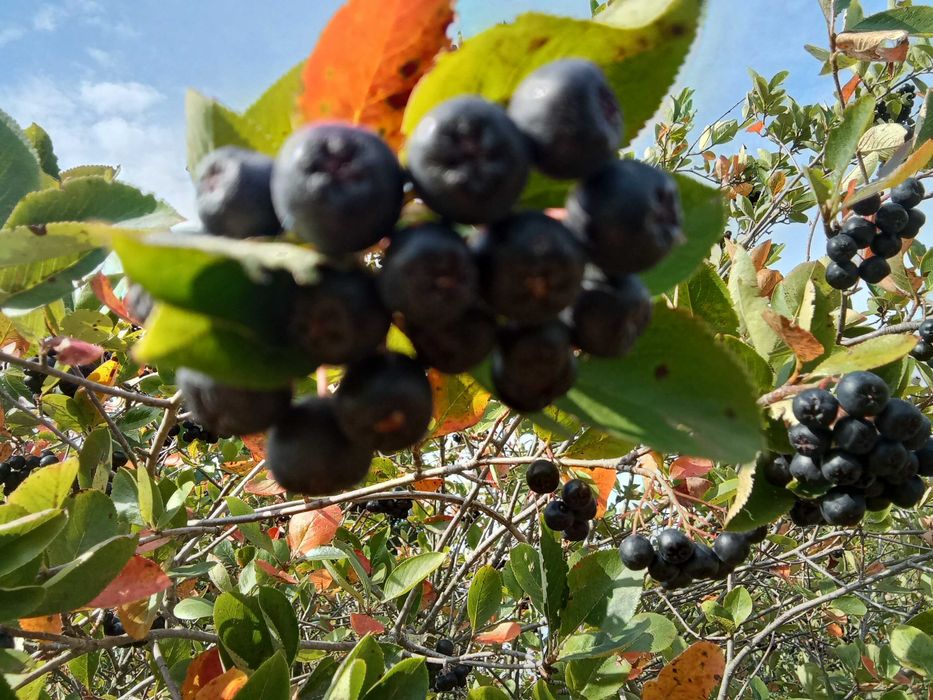 Aronia ekologiczna, soczyste owoce, 10 kg